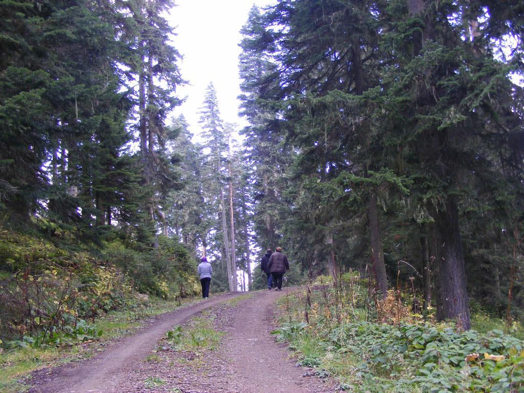 Jura Hotels Ilgaz Mountain Resort Eksteriør billede